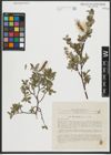 Foto von Salix saxatilis Turcz. ex Ledeb.
